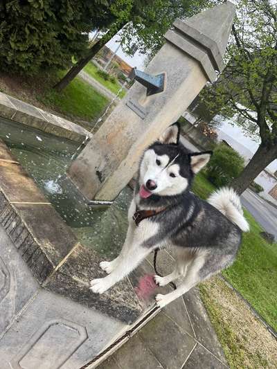 Husky-Beitrag-Bild