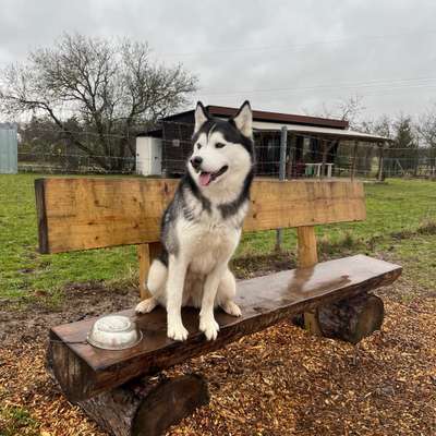 Hundetreffen-Hundewiese Bertelsdorf-Bild