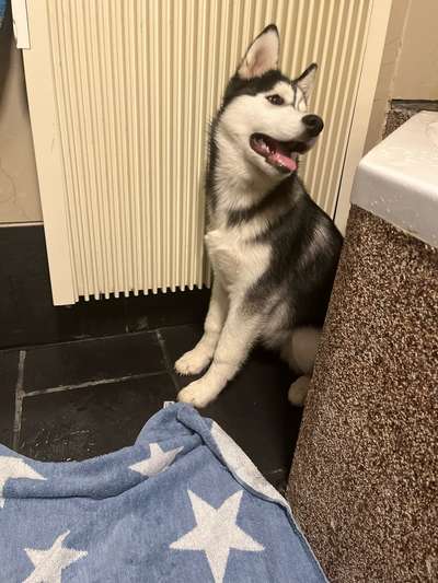 Dogorama Photo Challenge - Mäulchen auf-Beitrag-Bild