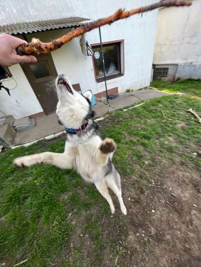 Dogorama Photo Challenge - Zeigt her eure Bäuche-Beitrag-Bild