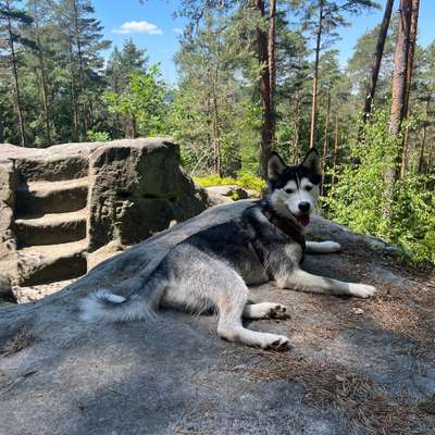 Hundetreffen-Wildmeisterstein-Bild