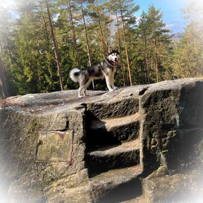 Hundetreffen-Wildmeisterstein-Bild