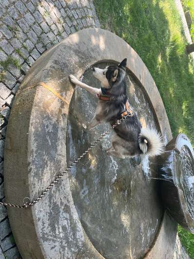 Dogorama Photo Challenge - Wasserspiele-Beitrag-Bild