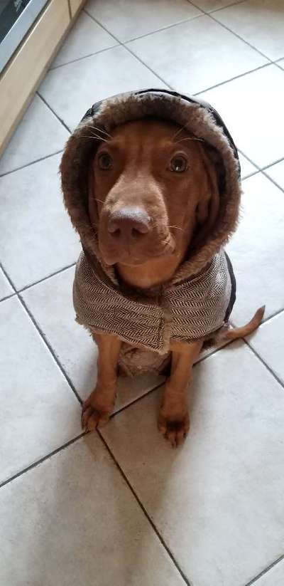 Magyar Vizsla UK-Beitrag-Bild