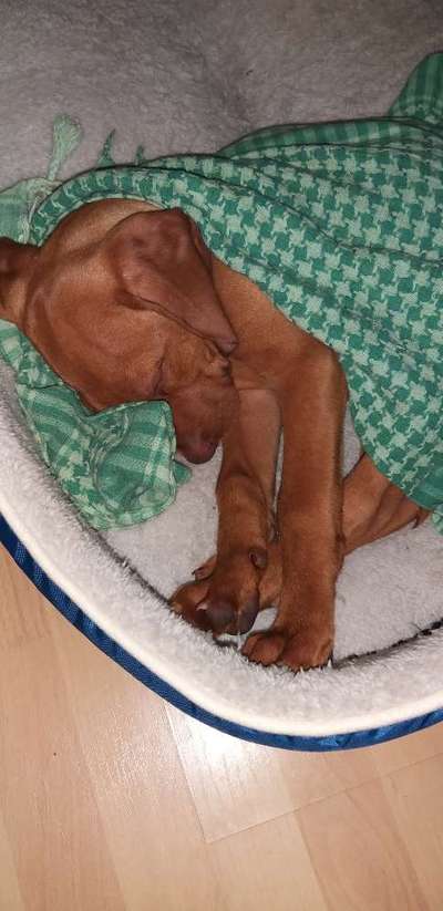 Magyar Vizsla UK-Beitrag-Bild