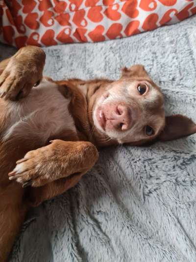 Hundetreffen-Podenco Maneto Treffen-Bild