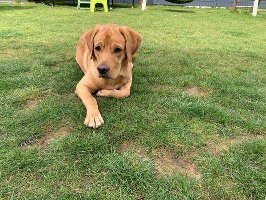 Labradorfans-Beitrag-Bild