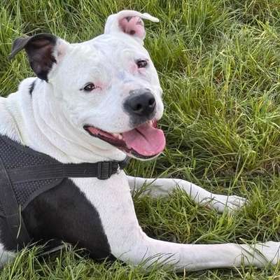 Hundetreffen-Suche neue Buddys-Bild