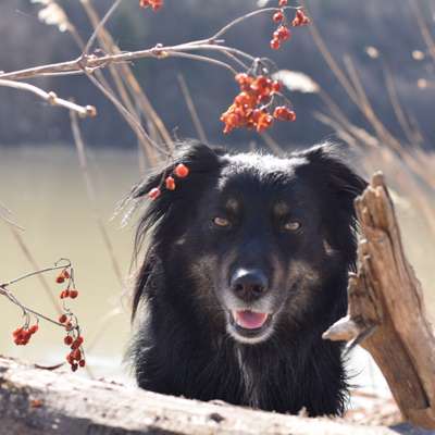 Hundetreffen-Hundefreunde zum Gassigehen und spielen-Bild