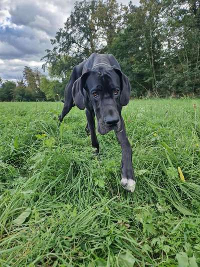 Hundetreffen-Doggenkumpels gesucht!-Bild