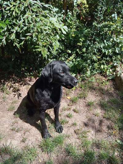 Hundetreffen-Leinenführigkeit üben, social walking-Bild