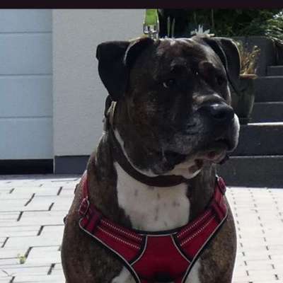 Hundetreffen-Große Hunde-Bild
