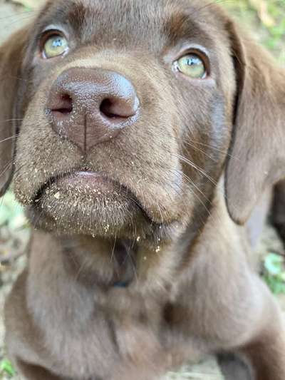 Welpen Bilder !-Beitrag-Bild