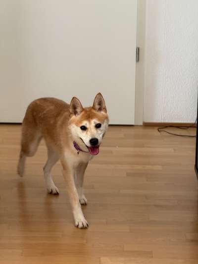 Hundetreffen-Hundetreffen und Gassi gehen (für meinen schüchternen Hund)-Bild