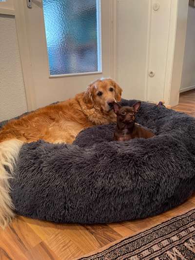 Golden Retriever-Beitrag-Bild