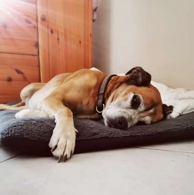 Unsere Fellnasen im Regenbogenland-Beitrag-Bild