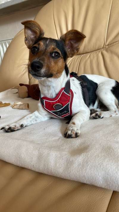 Wo sind die Jack und Parson Russell Terrier?-Beitrag-Bild