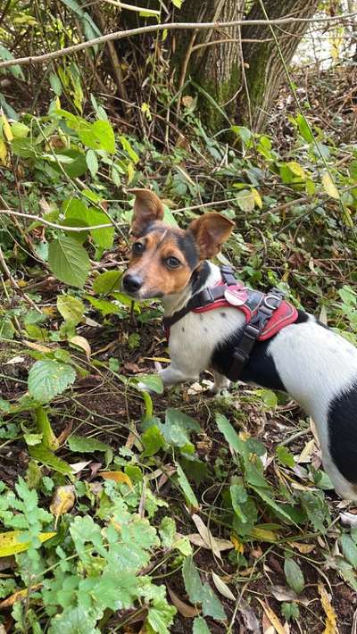 Jack Russell Terrier-Beitrag-Bild