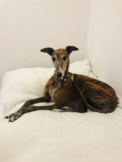 Windhunde - Treffen der besonderen Schönheiten
HERZLICH WILLKOMMEN-Beitrag-Bild