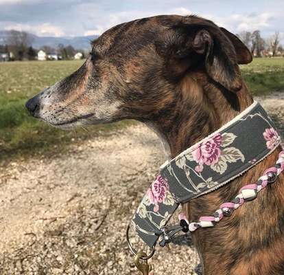 Windhunde - Treffen der besonderen Schönheiten
HERZLICH WILLKOMMEN-Beitrag-Bild