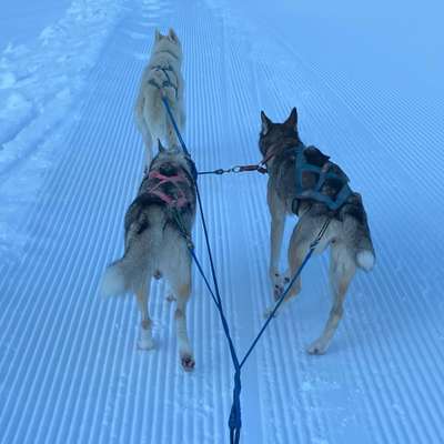 Sinclair's Profilbild