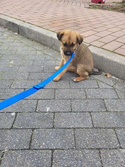 Welpen Bilder !-Beitrag-Bild