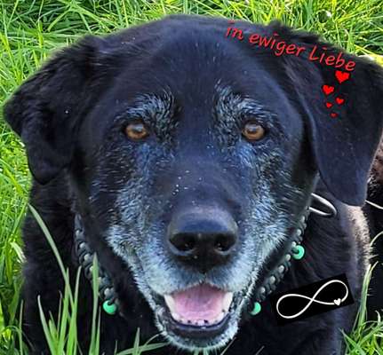 Unsere Fellnasen im Regenbogenland-Beitrag-Bild