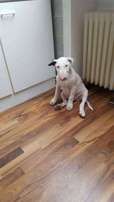 Welpen Bilder !-Beitrag-Bild