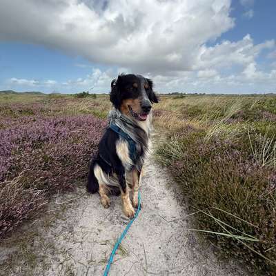 Hundetreffen-Spielkamerad gesucht-Bild