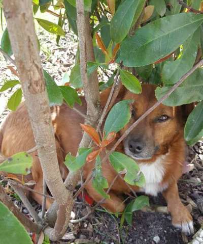 Die Dogorama Monats Challenge "Es grünt und blüht"-Beitrag-Bild