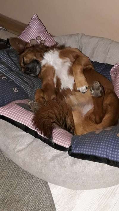 Zeigt mir die lustigsten Schlafpositionen eurer Fellnasen-Beitrag-Bild