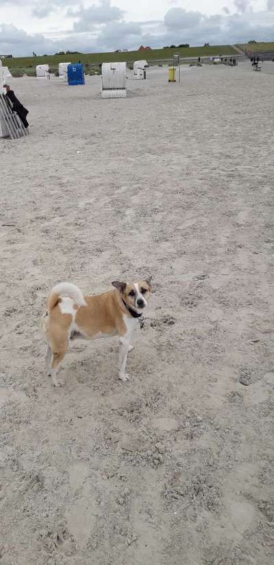 Jack Russell Terrier-Beitrag-Bild