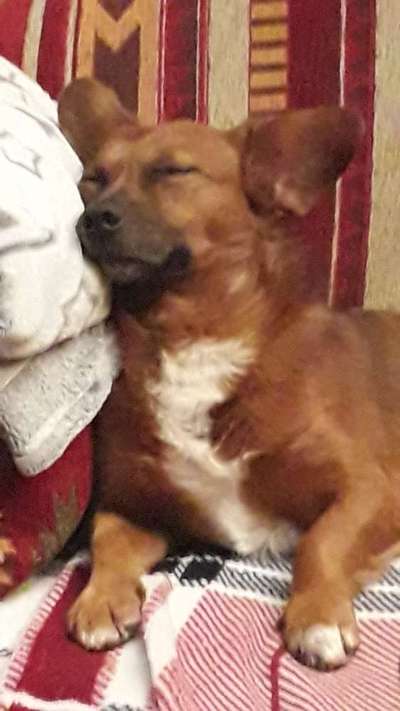 Zeigt mir die lustigsten Schlafpositionen eurer Fellnasen-Beitrag-Bild