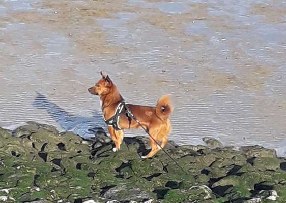 Straßenhund-Beitrag-Bild