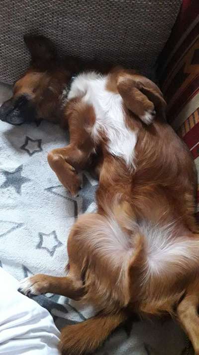 Zeigt mir die lustigsten Schlafpositionen eurer Fellnasen-Beitrag-Bild