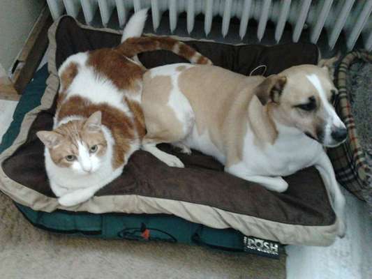 Hund und Katz Momente-Beitrag-Bild