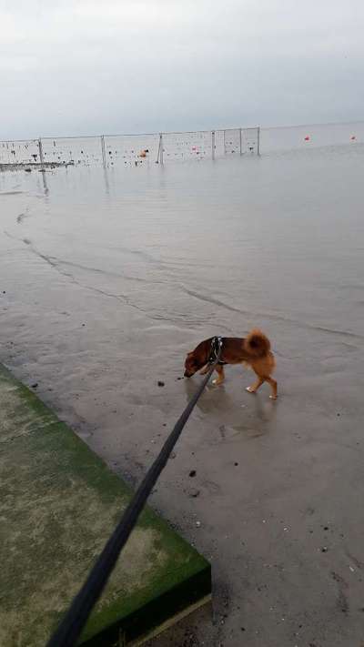 Dogorama-Monats-Challenge-Mai "Wasser"-Beitrag-Bild