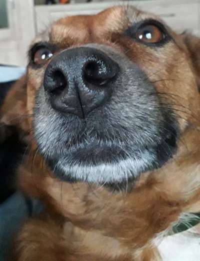 Zeigt her eure Hundenasen-Beitrag-Bild