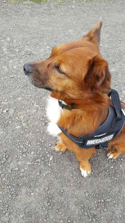 Straßenhund-Beitrag-Bild