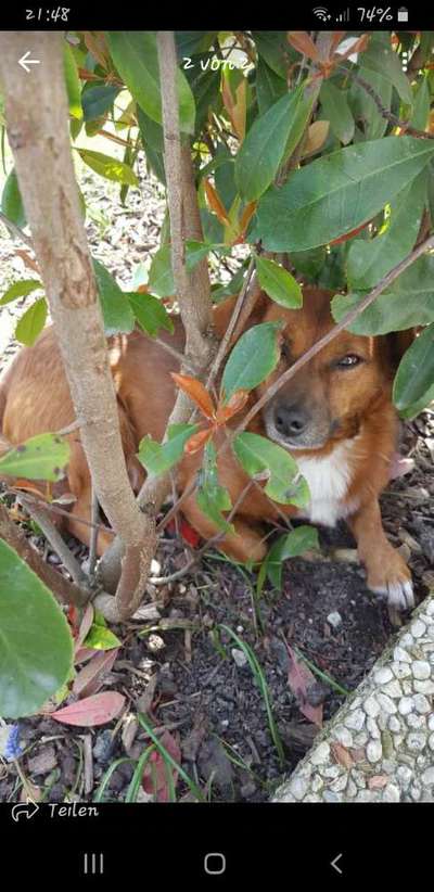 Straßenhund-Beitrag-Bild