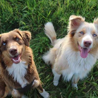 Hundetreffen-Hundetreffen Crimmitschau-Bild