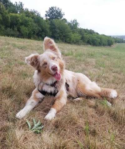 Hundetreffen-Hundetreffen Crimmitschau-Bild