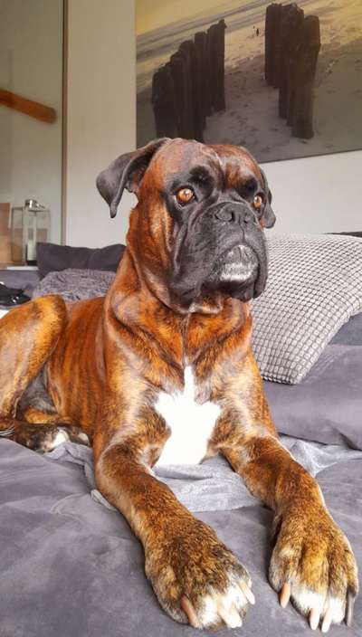 Wie heißt dein Hund?-Beitrag-Bild