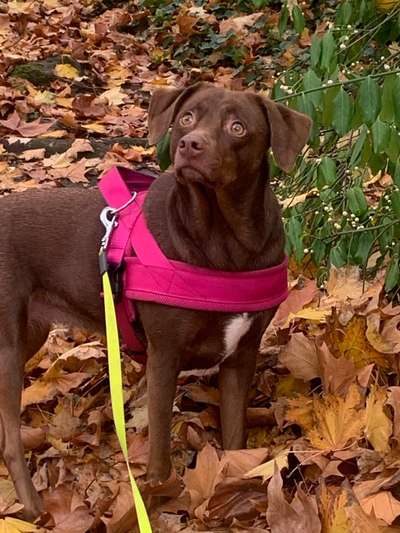 Foto's und Hundemodels-Beitrag-Bild