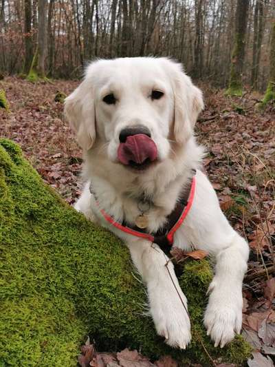 Golden Retriever-Beitrag-Bild