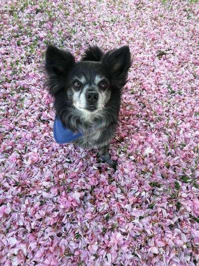 Die graue Eminenz-Beitrag-Bild