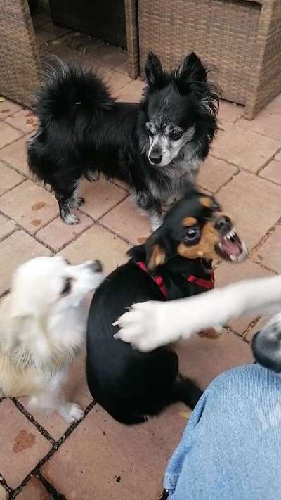 Lustigsten Grimassen von euren Hunden-Beitrag-Bild