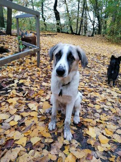 Wo habt ihr eure Hunde her ?-Beitrag-Bild