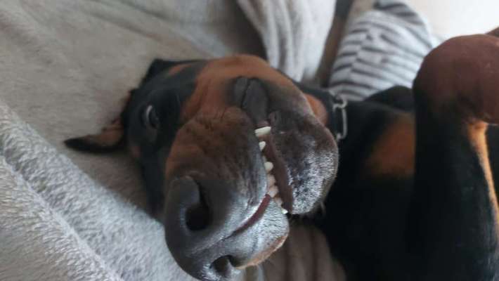 Dobermann Austausch-Beitrag-Bild