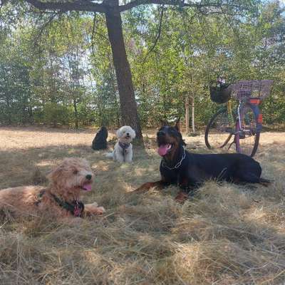 Hundetreffen-Spielkameraden gesucht-Bild